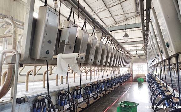 scr并列式牛奶<a href=/ target=_blank class=infotextkey>挤奶机</a>