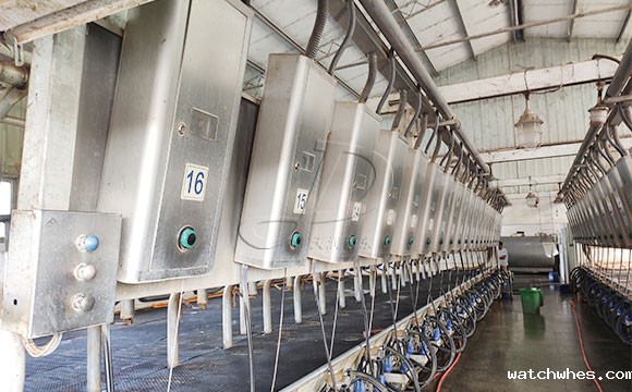 scr并列式牛奶<a href=/ target=_blank class=infotextkey>挤奶机</a>