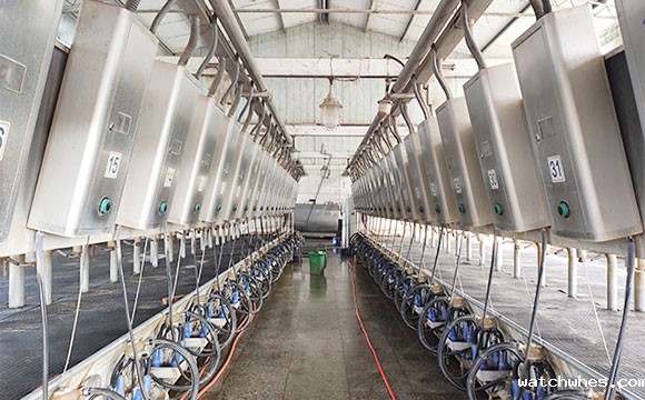 scr并列式牛奶<a href=/ target=_blank class=infotextkey>挤奶机</a>