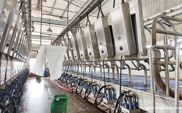 scr并列式牛奶<a href=/ target=_blank class=infotextkey>挤奶机</a>