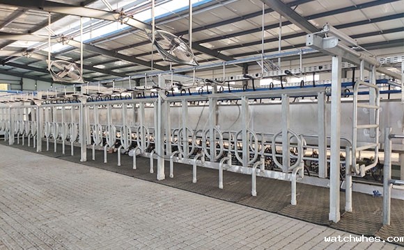 2*25奶牛<a href=/ target=_blank class=infotextkey>挤奶机</a>