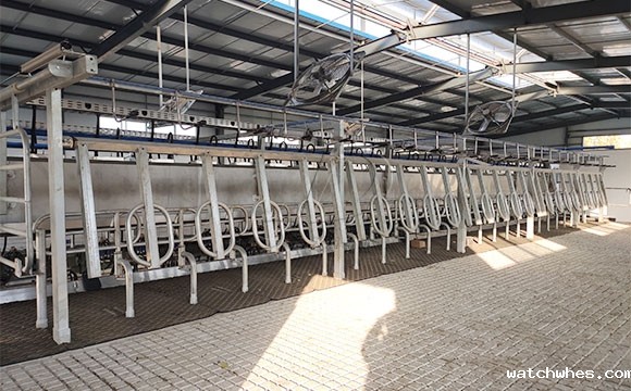 2*25奶牛<a href=/ target=_blank class=infotextkey>挤奶机</a>