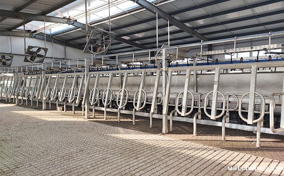 2*25奶牛<a href=/ target=_blank class=infotextkey>挤奶机</a>