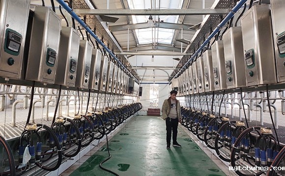 2*25奶牛<a href=/ target=_blank class=infotextkey>挤奶机</a>