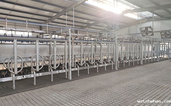 2*25奶牛<a href=/ target=_blank class=infotextkey>挤奶机</a>