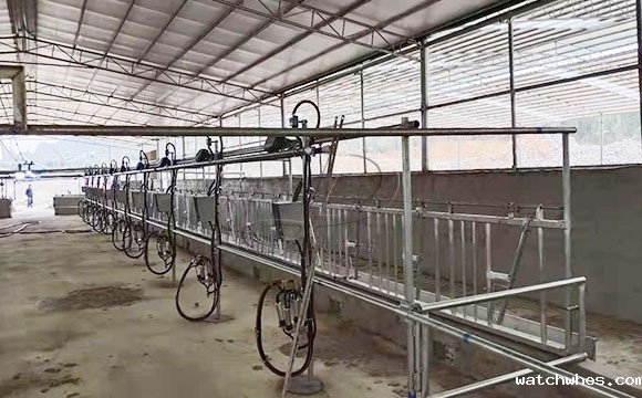 广西水牛<a href=/ target=_blank class=infotextkey>挤奶机</a>