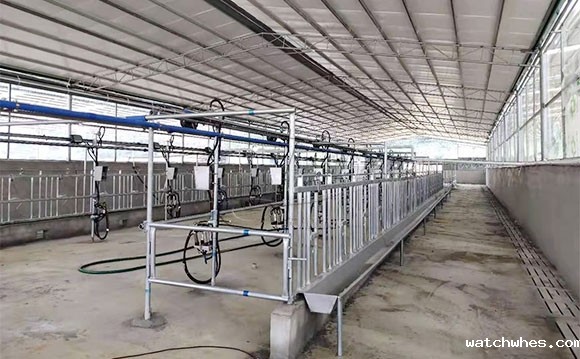 广西水牛<a href=/ target=_blank class=infotextkey>挤奶机</a>