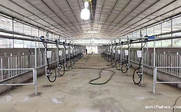 广西水牛<a href=/ target=_blank class=infotextkey>挤奶机</a>