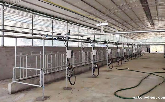 广西水牛<a href=/ target=_blank class=infotextkey>挤奶机</a>