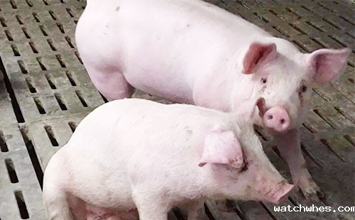 活猪怎样进行长途运输？