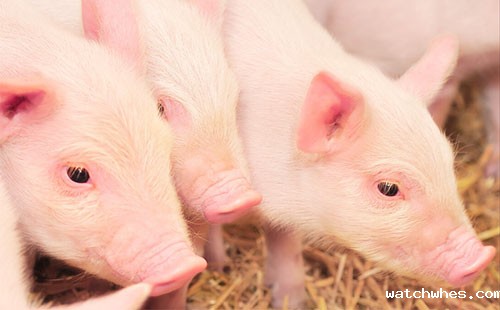 生猪运输也要进入物流时代了