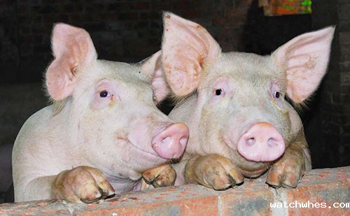 运输生猪无检疫证明怎么处罚？