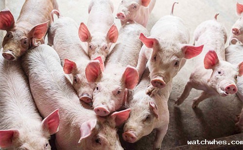 拉猪的畜禽运输车属于特种车吗？畜禽运输车分类