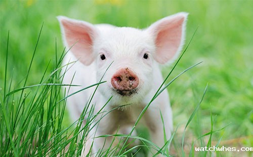 当前生猪区域长途运输的现状及存在问题