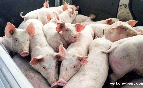 生猪运输需要什么手续在哪里办理？