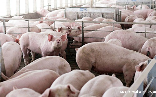 仔猪运输需要注意什么？这三点一定要注意了！